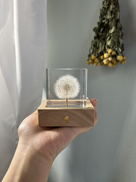 Real Dandelion Cube Resin Night Light