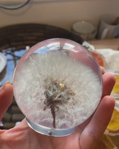 Real Dandelion Ball Resin Night Light